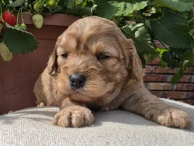 Cavapoo - Bigbob