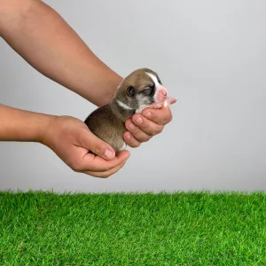 Welsh Corgi Pembroke - Zyrus