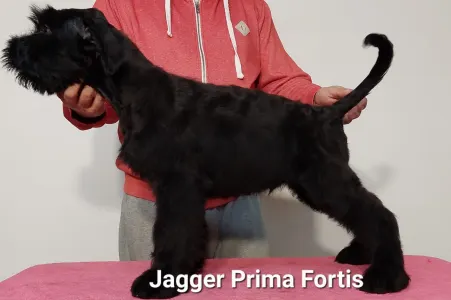 Schnauzer Urias - Jagger Prima Fortis