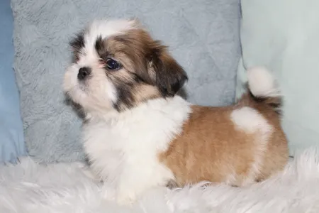Shih Tzu - Argo