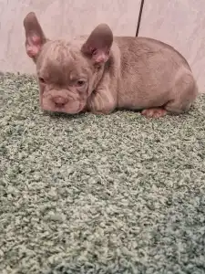 Französische Bulldogge - French Bulldog Isabella Boys
