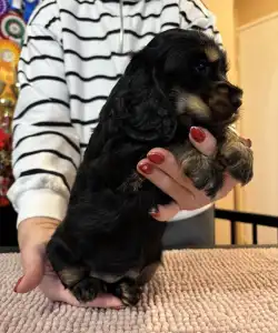 Englischer Cocker Spaniel - Gracy