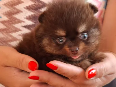 Pomeranian - Denis