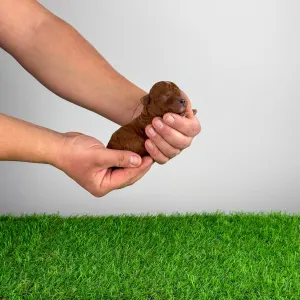 Poodle Miniature - Lico