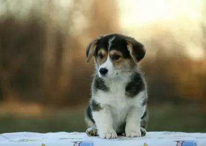 Welsh Corgi Pembroke - Selena The Moonligh From Farm Of Happy Dogs