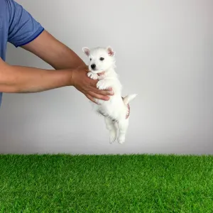 Вест-хайленд-уайт-терьер - Jette