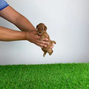 Caniche Nain - Velvet