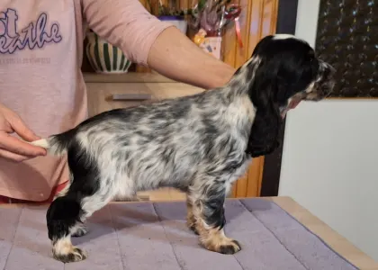 Angol Cocker spániel - Smart Cocker The Willpower