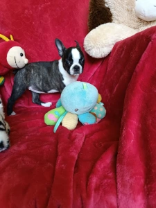 Boston Terrier - Émy
