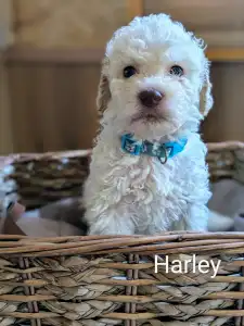 Romagna Water Dog - Ürömi Szarvasgombász Harley 