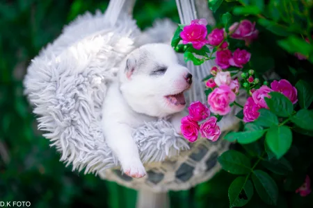 Husky siberian - Almond Cookie 🤎