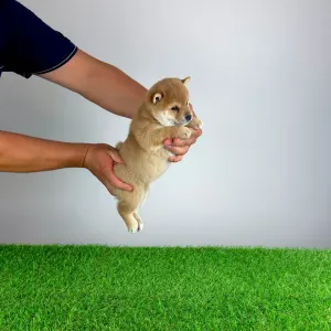Shiba Inu - Vana