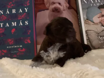 Chien d'eau romagnol - Betyár