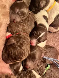 Lagotto Romagnolo - Curly Stars Of Dreams Groove