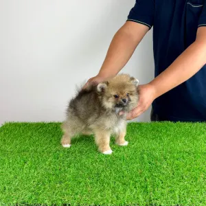 Pomeranian - Neely
