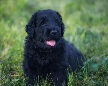 Black Russian Terrier - Bella