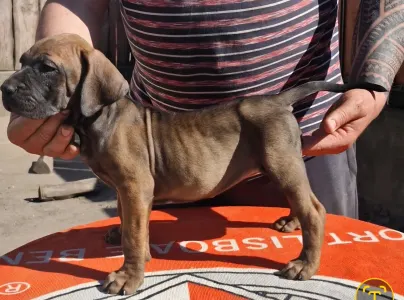Fila Brasileiro - Jasmin, Joana, Jovana, Julieth
