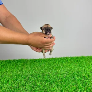 Chihuahua - Lola
