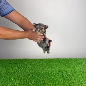 Yorkshire Terrier - Barry