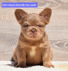 Bulldog francese - Caro