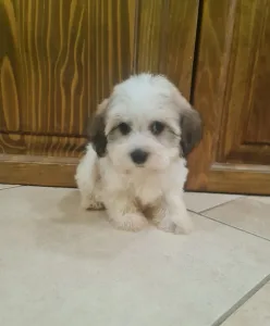 Havanese - Tammy