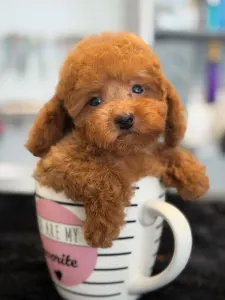 Caniche Toy - Harry