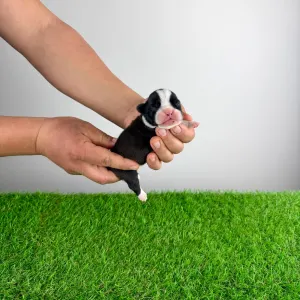 Boston terier - Girly