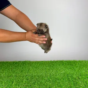 Szpic miniaturowy - Riki