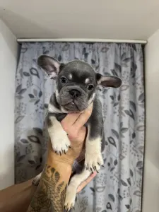 French Bulldog - Dodó