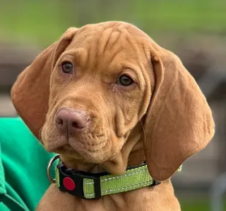 Kurzhaariger Ungarischer Vorstehhund - Bernie