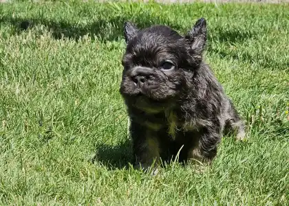 French Bulldog - French Bulldog Boys Puppy Availabe