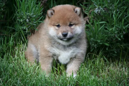 Shiba inu - Hoshibaru