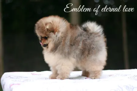 Pomeranian - Don From Ebi’s Heart Emblem Of Eternal Love