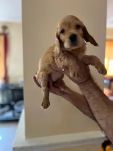 Angol Cocker spániel - Bella