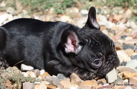 Französische Bulldogge - Luna