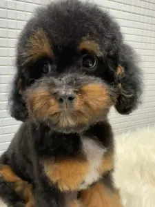 Cavapoo - Amigo