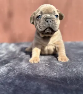 Francouzský buldoček - Johnny