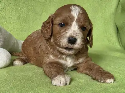 Cavapoo - Joker