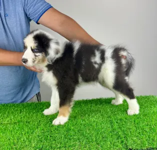 Australian Shepherd - Shaky