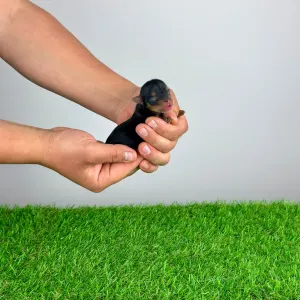 Yorkshire Terrier - Volt