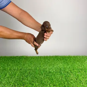 Dachshund - Chibo