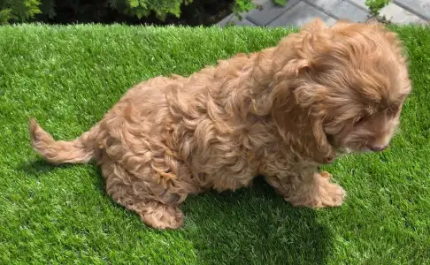 Cavapoo - Milky