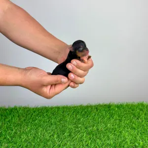 Yorkshire Terrier - Volt