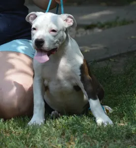 American Staffordshire Terrier - Sancy Secret