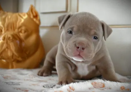 American Bully - Pocket - Treasure