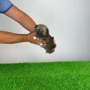 Pomeranian - Nessy