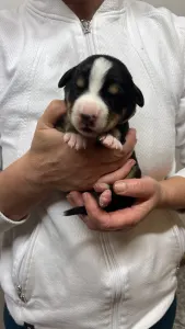 Entlebucher - Geny Helvétsky Priateľ 