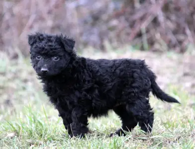 Mudi - Pörgelóci Selyem