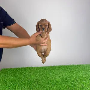 Cavalier King Charles Spaniel - Wilma
