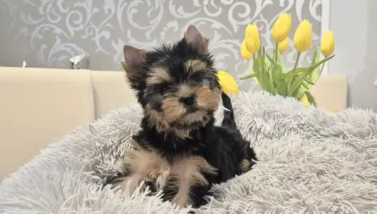 Yorkshire Terrier - Lamborghini Diablo